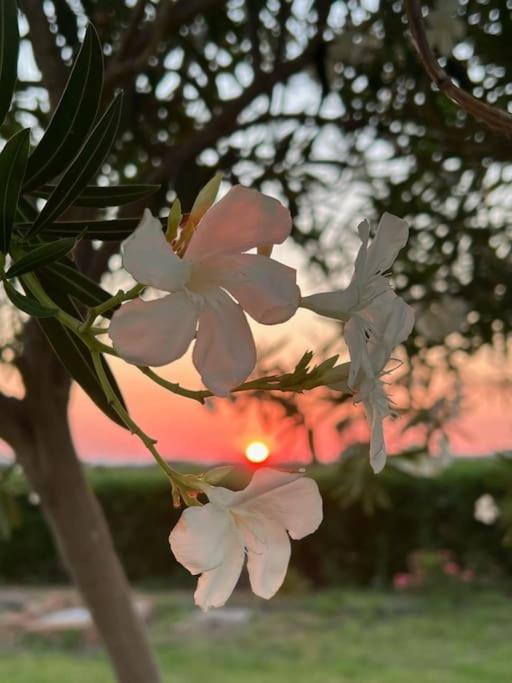 Masainas Casa Barbara Sardinia 빌라 외부 사진